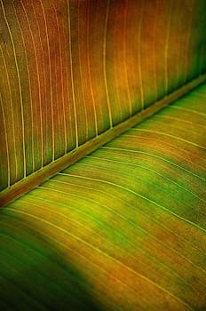Detailed close-up showcasing the vibrant texture and pattern of a banana leaf.
