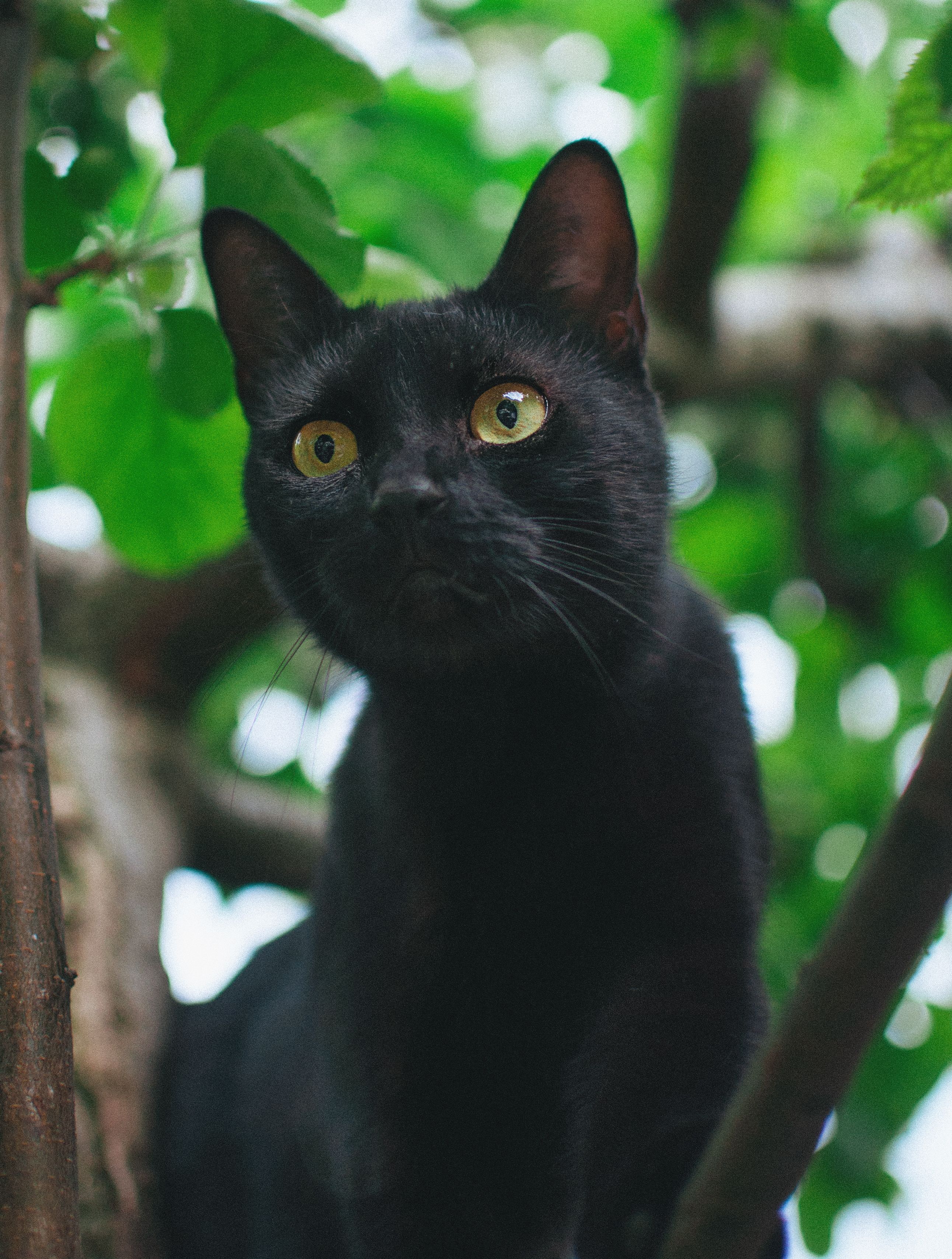 一只好奇的黑猫栖息在树枝上，它绿色的眼睛周围环绕着树叶