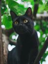 一只好奇的黑猫栖息在树枝上，它绿色的眼睛周围环绕着树叶