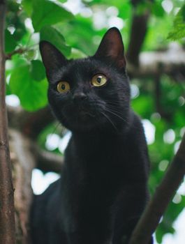 一只好奇的黑猫栖息在树枝上，它绿色的眼睛周围环绕着树叶