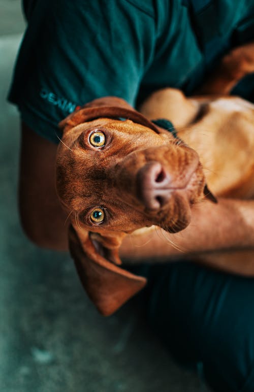 Free Close-up of Brown Dog  Stock Photo