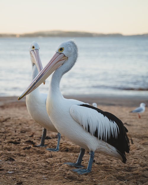 Free Australian Pelicans on Brown Sand Near Body of Water Stock Photo