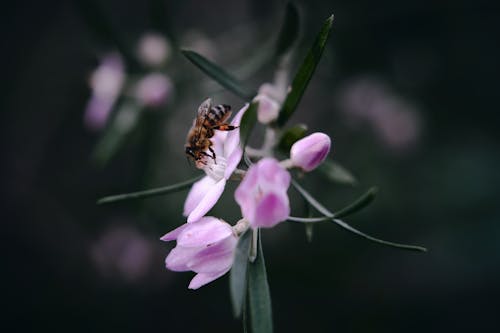 Free Macro of Bee Pollinating Flower Stock Photo