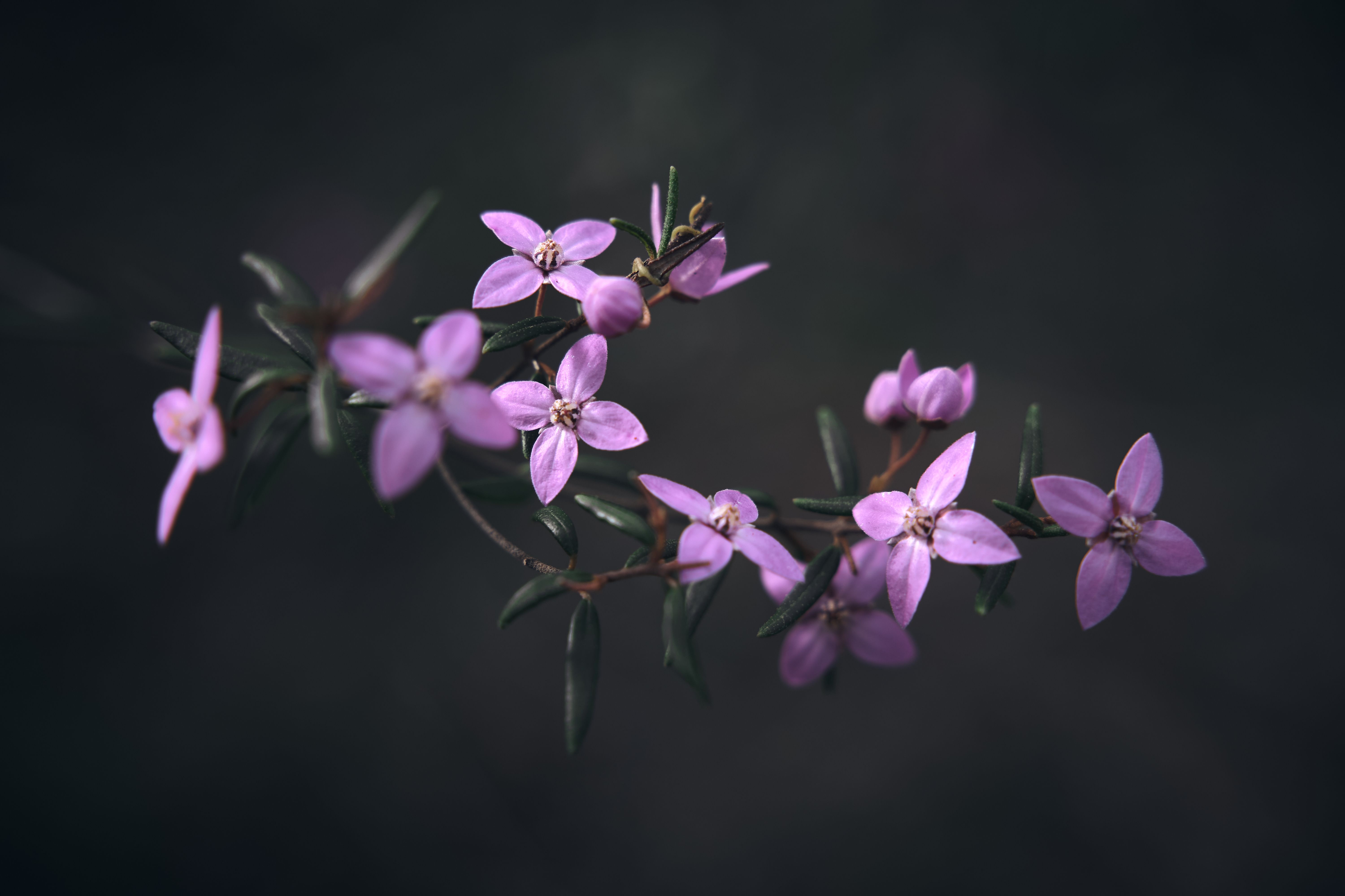 Boronia Heights