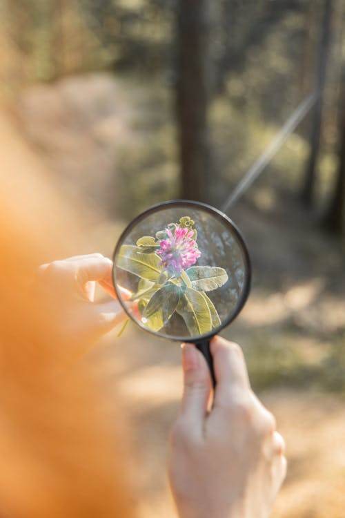 Free Person Holding a Flower Under a Magnifying Glass Stock Photo