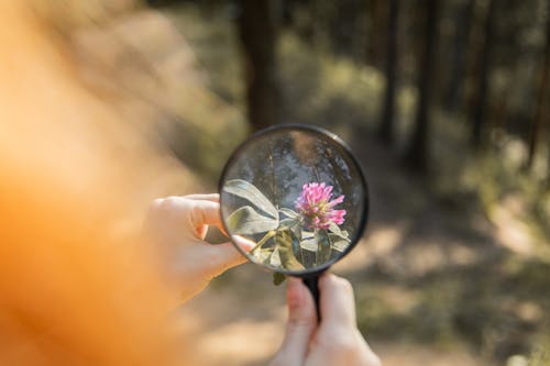 Free Person Holding a Magnifying Glass Over a Small Flower Stock Photo