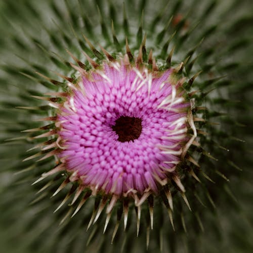 Pink and Green Flower in Close Up Photography