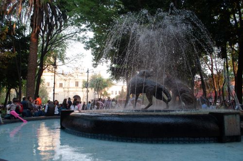 Free stock photo of coyoacan, coyote, family Stock Photo