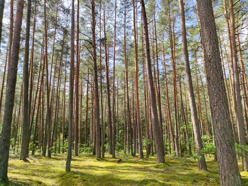 Free A tranquil pine forest in Vilnius, Lithuania, showcasing tall trees under a clear blue sky. Stock Photo