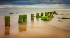 Wooden Breakwater Covered in Seaweed on Sea Shore