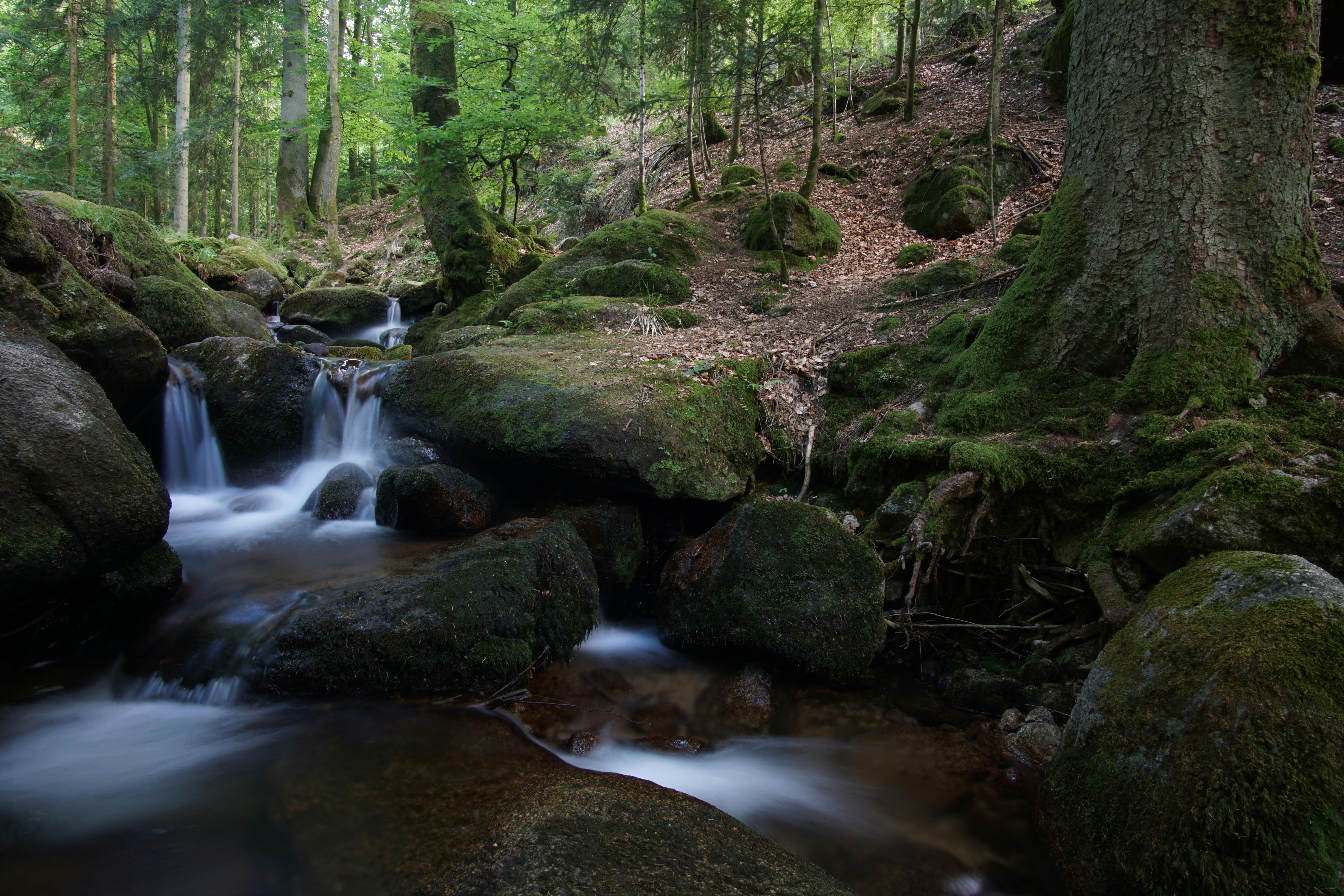 Bacon-Wrapped Hot Dogs with Toppings