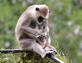 Brown Monkey Eating Yellow Flowers