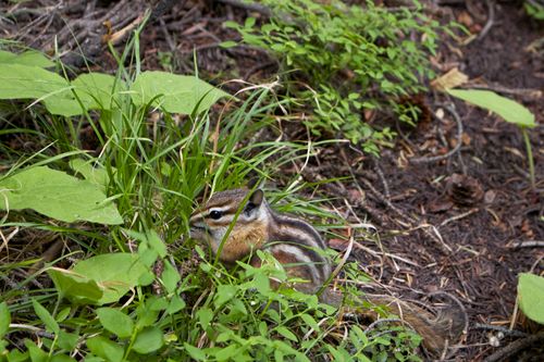 Free A chipmunk amidst lush green foliage in a forest near Cody, Wyoming. Stock Photo