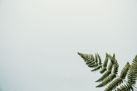 From above of coniferous branch with green leaves with spiky edges on white background in daylight in contemporary studio inside