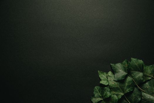 Top view of fresh green angled leaves with veins and petioles arranged on black background in dark room in studio