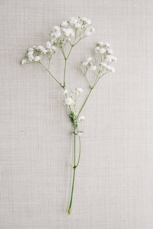 Close-up of Wild Flowers on White Background