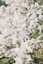 Close Up of Flowers Blooming on Tree