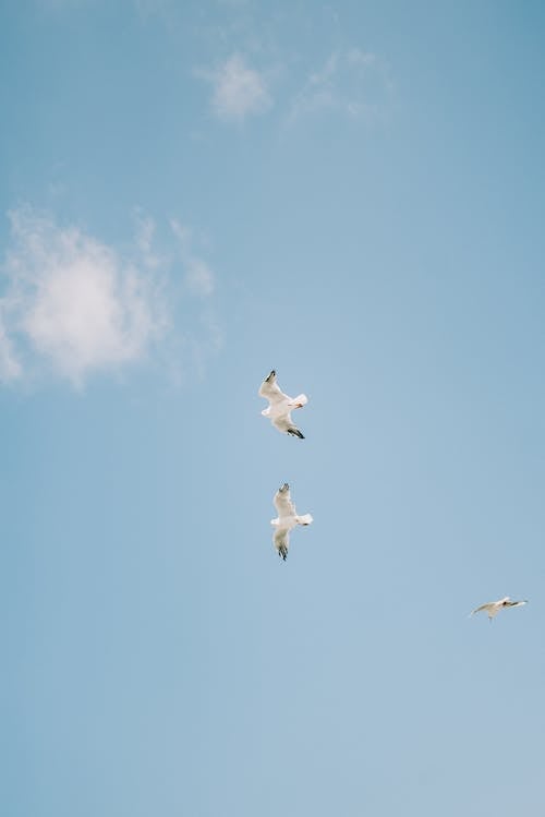 무료 푸른 하늘 아래 날아 다니는 흰 새들 스톡 사진