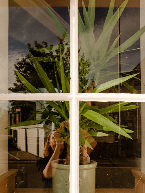 Green Plant Behind a Glass Window