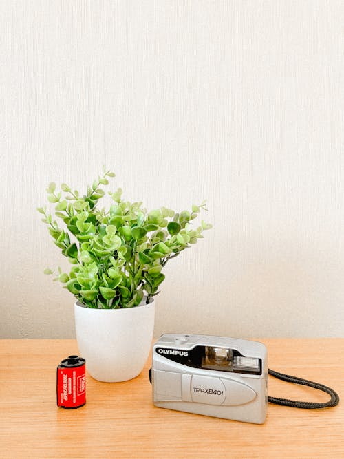 Retro camera near plant on table