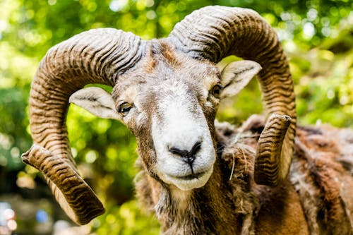 Close-up of the Head of a Sheep