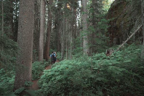Free Men Trekking in the Woods  Stock Photo