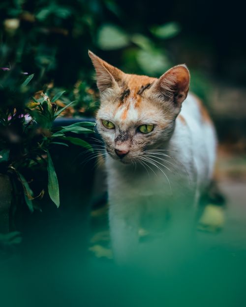 Free Close-up of a ginger cat amidst vibrant green foliage. A vivid, natural pet portrait. Stock Photo