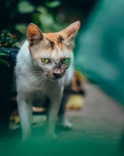 Free A curious green-eyed cat with light fur and distinct markings, outdoors with a blurred background. Stock Photo
