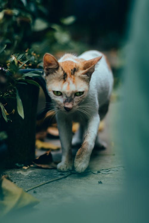 ネコ, 子猫, 自然の無料の写真素材