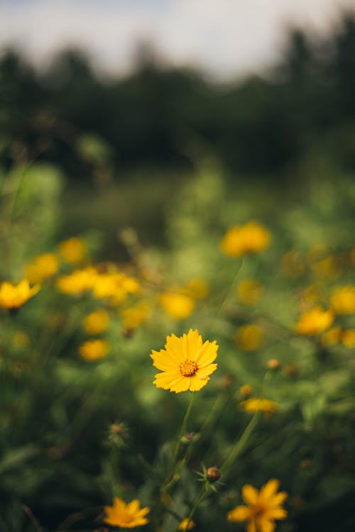 Free Yellow Flowers on the Field Stock Photo