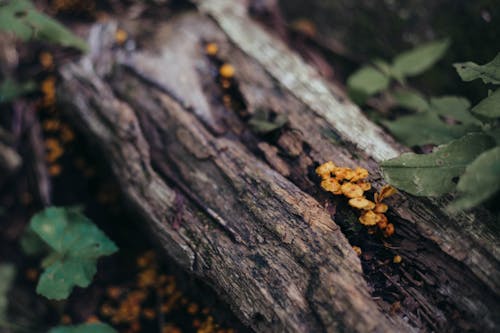 Free stock photo of details, forest, forest floor Stock Photo
