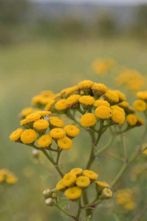 Close-Up Photo of Yellow Flowers