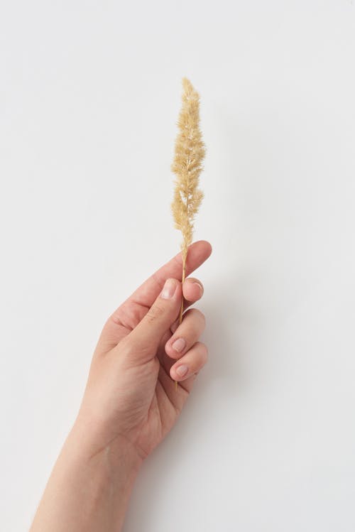 A Person Holding a Pampas Grass