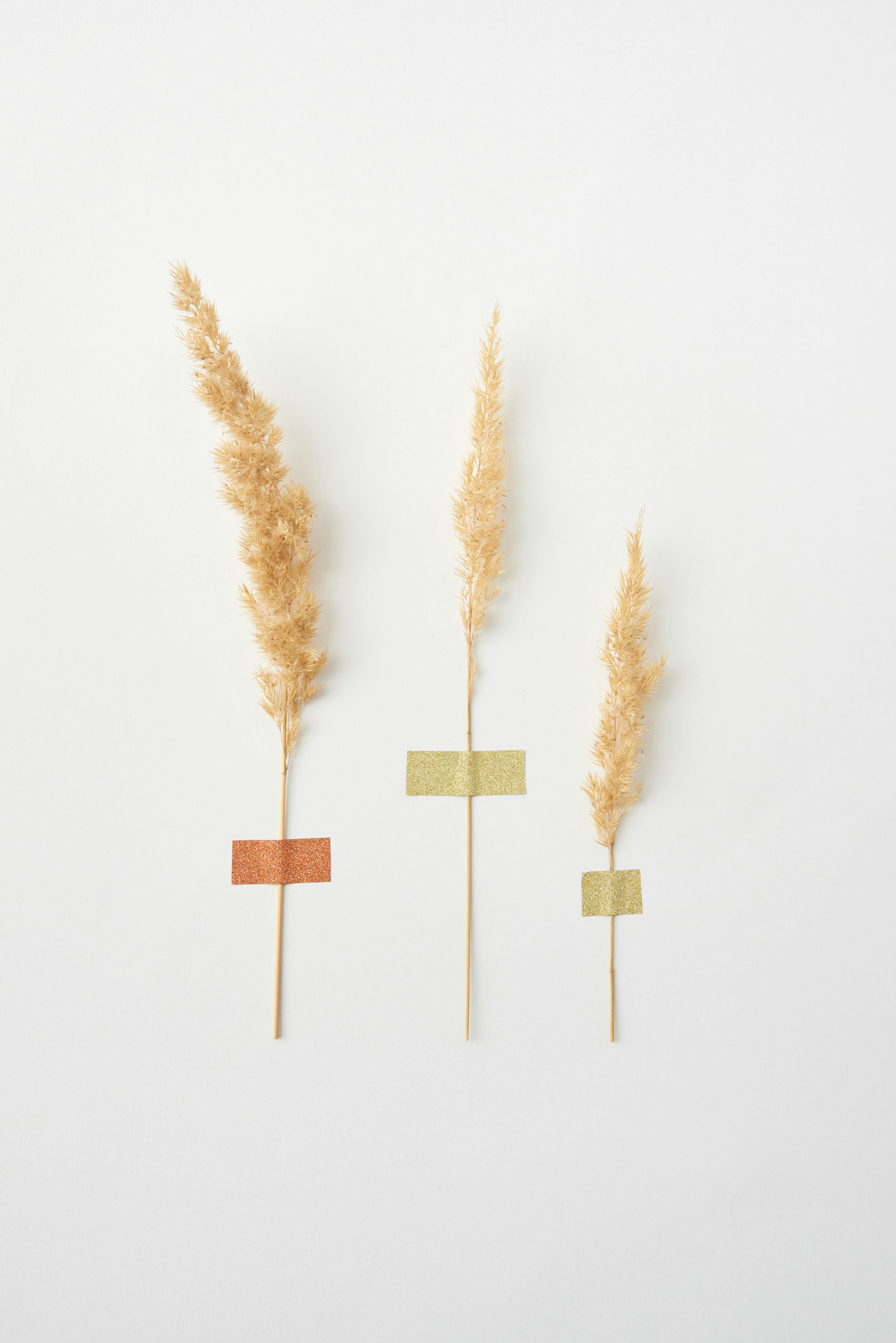 Three dried grass stems taped to a white background, showcasing a minimalist aesthetic.
