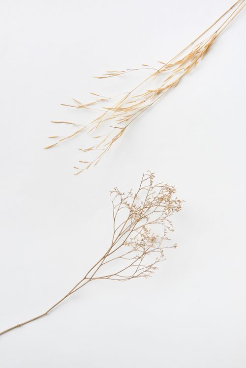 Free Simple composition of dry plant stems on a white background captured in a flat lay style. Stock Photo
