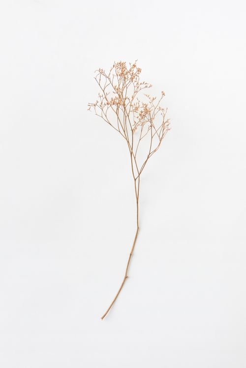 Free A minimalist dry plant branch on a white background, perfect for artistic and design concepts. Stock Photo
