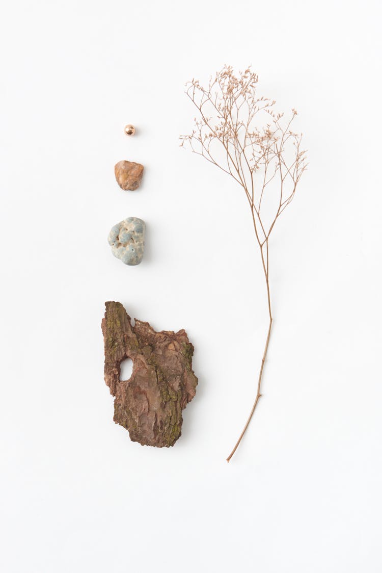 Still Life Composition Of Dried Flowers Small Rocks And Tree Bark