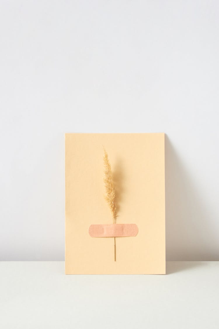 Strand Of Wheat Taped On A Card Board