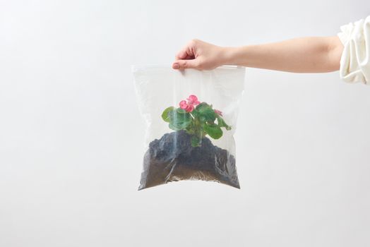 A hand holding a plastic bag with flowering plant and soil, isolated on white.