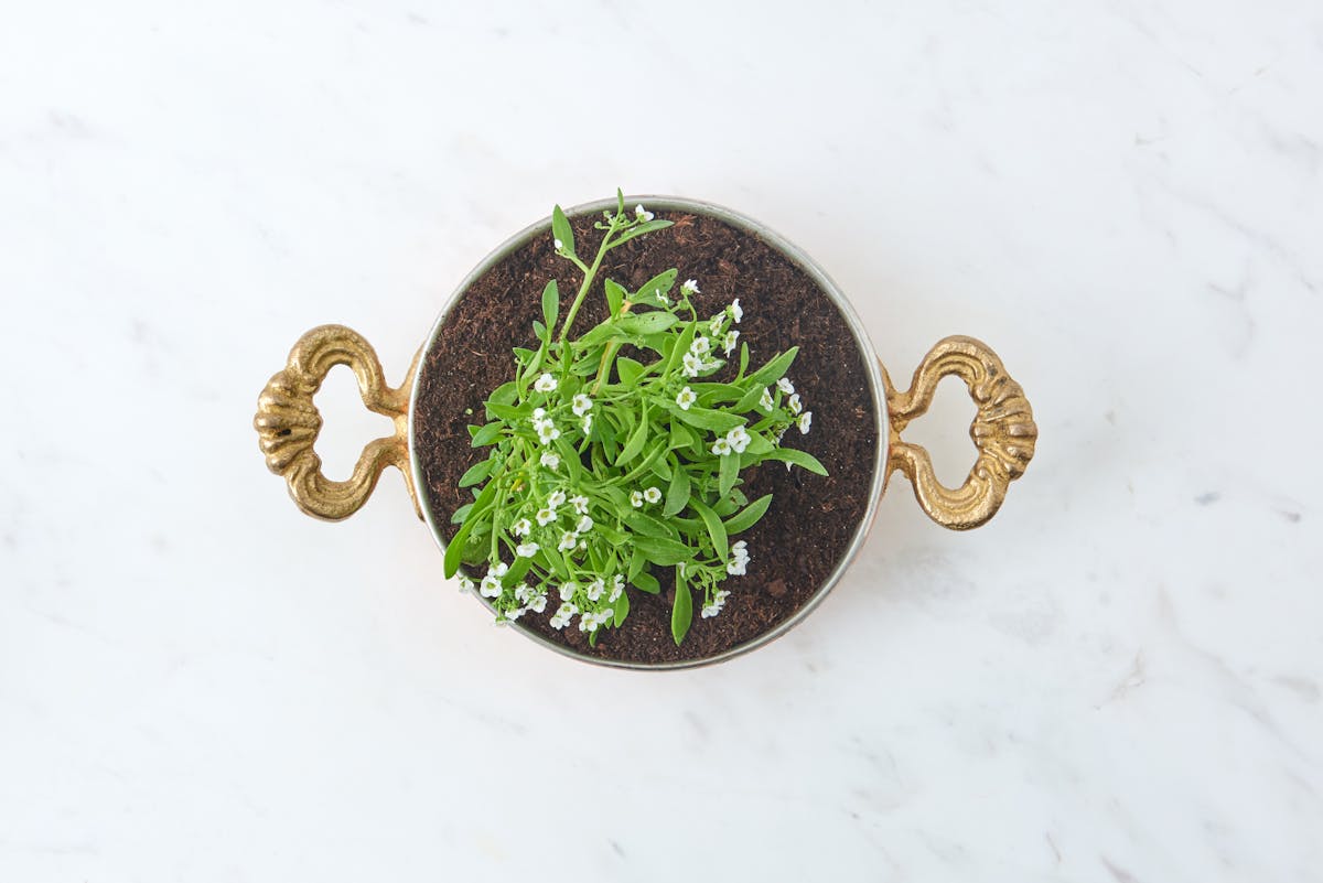 Brighten Your Winter: Low-Maintenance Flowering Indoor Plants for Year-Round Cheer