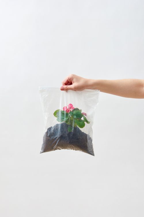Free A hand holds a plant inside a plastic bag filled with soil against a white background. Stock Photo
