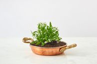 Green Plant on Brown Clay Pot