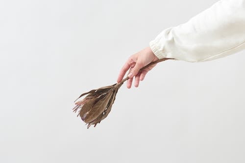 Person Hand Holding Wildflower on White Studio Background