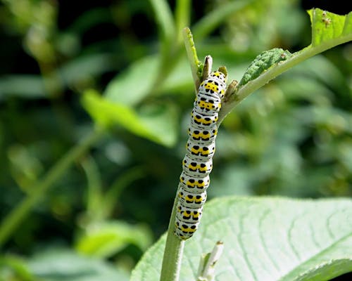 Darmowe zdjęcie z galerii z bezkręgowiec, caterpillar, fotografia owadów