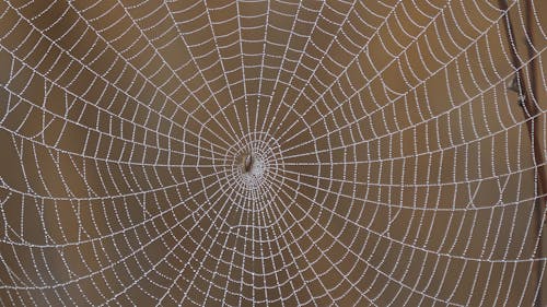Free White Spider Web in Close Up  Stock Photo