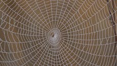 White Spider Web in Close Up