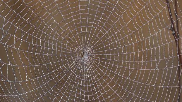 Detailed close-up of a spiderweb adorned with morning dew, showcasing its intricate pattern.