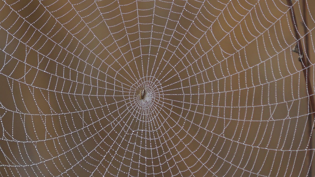 detailed close up of a spiderweb adorned with morning dew showcasing i