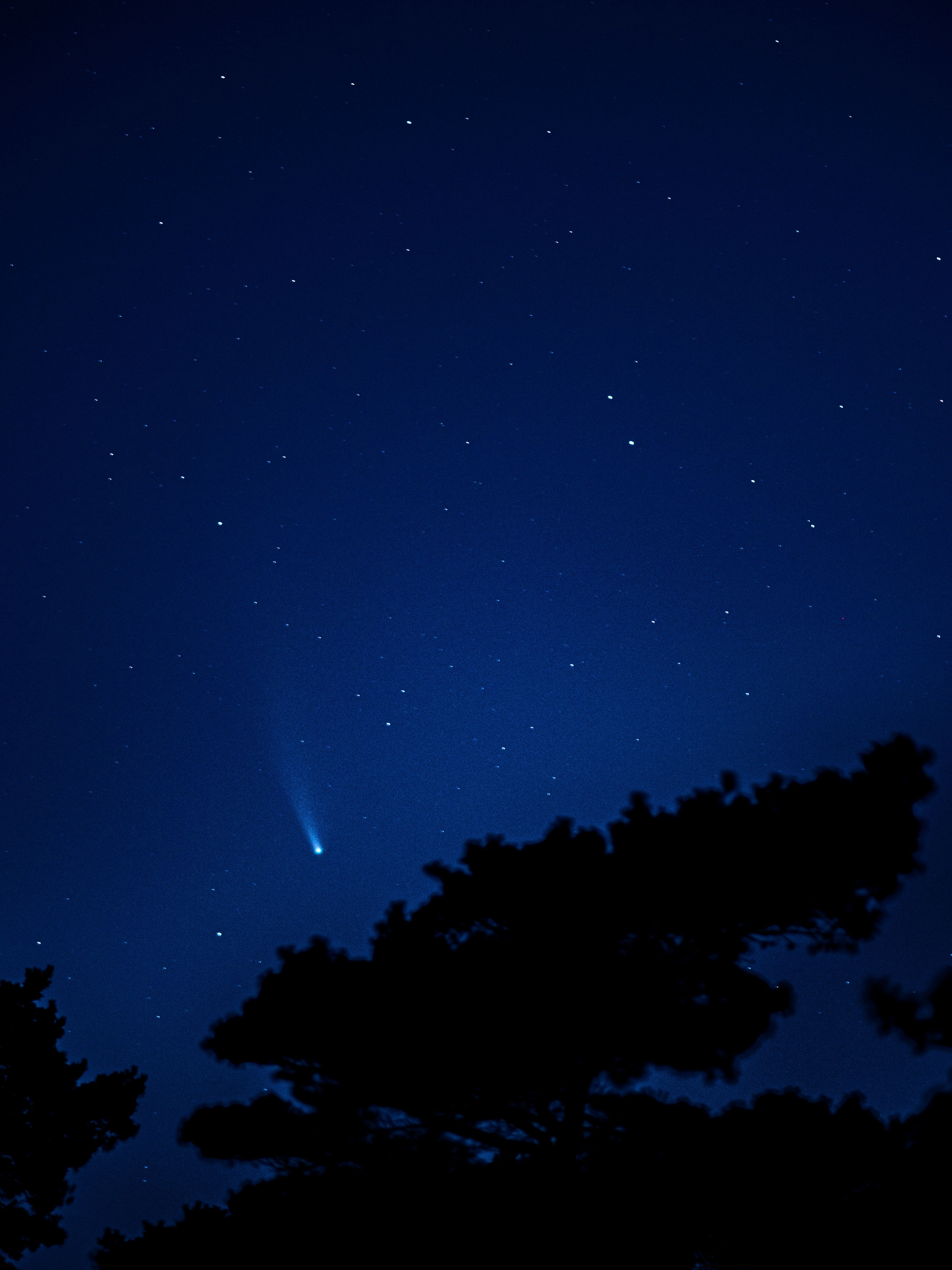 美丽的夜空星光闪烁，树木轮廓上方划过彗星，非常适合自然爱好者