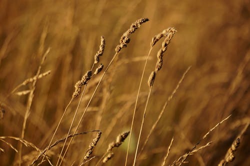 Close-Up Shot of Brown Wheat Field